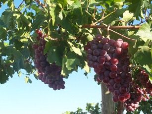 AgropecuariaLosMolinos