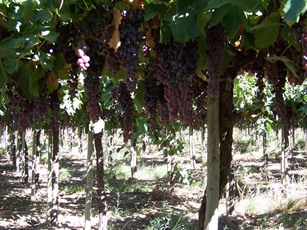 AgropecuariaLosMolinos2
