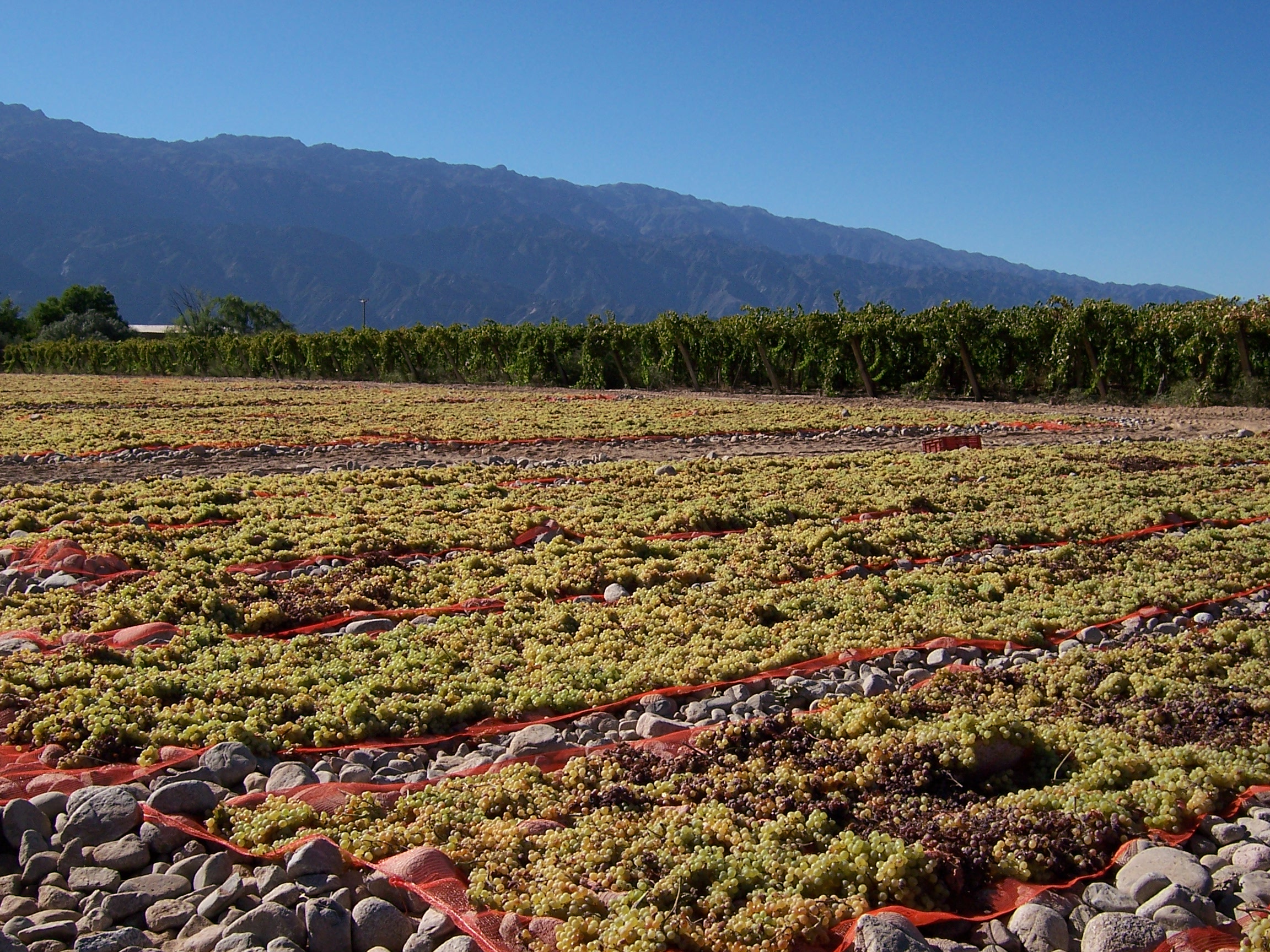 Fruvex2
