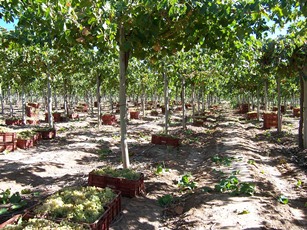 VinasdelBermejo