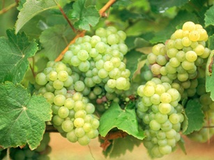 VinasdelBermejo2